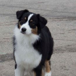 Pixel - Australian Shepherd
