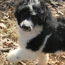 Goldendoodles and Poodles from Rainbow Poodles and Doodles of Oklahoma