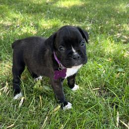 Boxer Puppies from Ally’s Boxer Pups