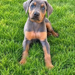 Kobe - Black - Blue and rust male Doberman Pinscher puppy in Fort Worth, Texas from Arkwatch Dobermans