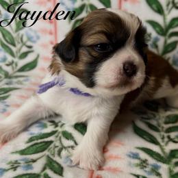 Jayden - Gold and white male Shih Tzu puppy in Hemet, California from Aloha Shih Tzu