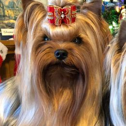 Yorkshire Terriers from KanDew Yorkies
