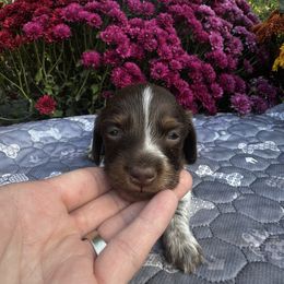 Jailee - Chocolate and tan female Dachshund puppy in Cherry Tree, Oklahoma from Peavine Creek Dachshunds