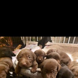 Labrador Retriever puppies from Inna's Labrador Retrievers