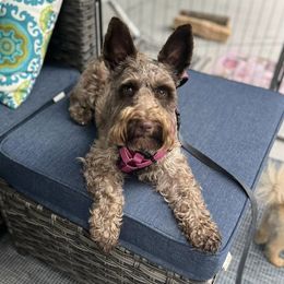 Charlee - Miniature Schnauzer
