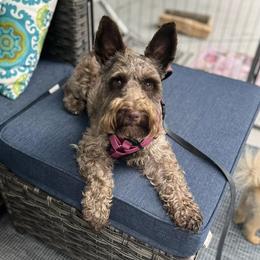Charlee - Miniature Schnauzer