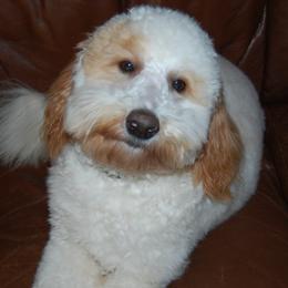 Simon - Goldendoodle