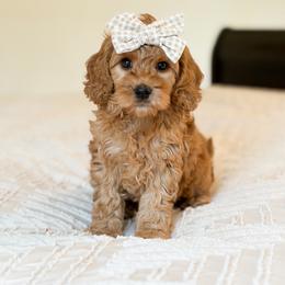 Girl 1 - Apricot female Goldendoodle puppy in Sallisaw, Oklahoma from Huddle Puppies