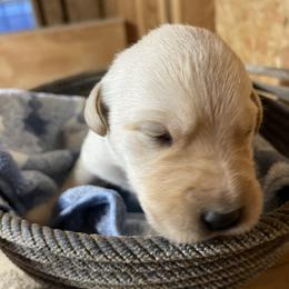 Yellow male 1 - Yellow male Labrador Retriever puppy in Falls City, Nebraska from Bassett Hounds & Labradors