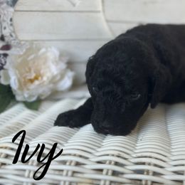 Ivy - Black female Poodle puppy in Dayton, Texas from Wolfe Island Poodles