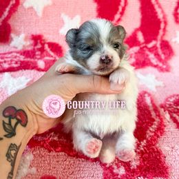 Jinu - Blue merle male Pomeranian puppy in Idaho Falls, Idaho from Country Life Pomeranians