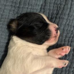Tri girl - White black and tan female Papillon puppy in Frostproof, Florida from Sequence Papillon