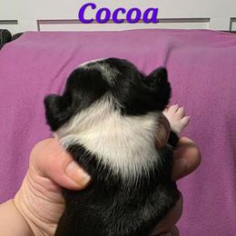 Cocoa - Black and white female Boston Terrier puppy in Columbus, Ohio from Bryn's AKC Bostons