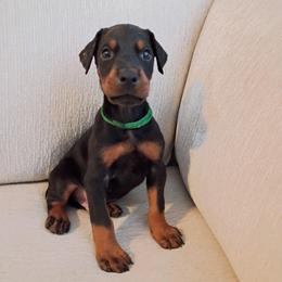 Boy 3 - Black and rust male Doberman Pinscher puppy in New Haven, Indiana from Mjolnir Dobermans