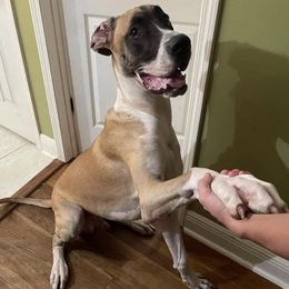 Great Danes and Yorkshire Terriers from Debonair Danes