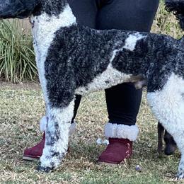 American Hairless Terriers and Poodles from Elcy’s American Hairless Terrier and Standard Poodles