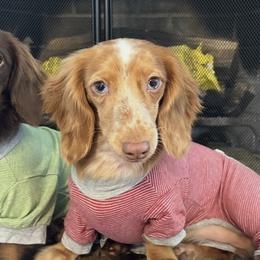 Bulldogs, Dachshunds, French Bulldogs, and Shih Tzus from Diamond In The Ruff