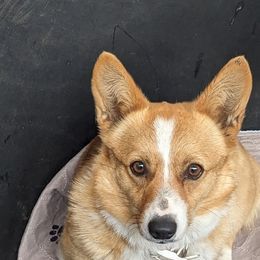 Sweet Pea - Pembroke Welsh Corgi