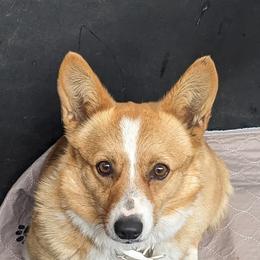 Sweet Pea - Pembroke Welsh Corgi