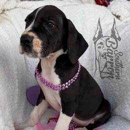 Chevelle - Mantle female Great Dane puppy in Prairieville, Louisiana from Southern Barron Danes & Dachshunds