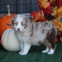 Chai - Red merle female Australian Shepherd puppy in Circleville, Utah from Canyon Creek Aussies