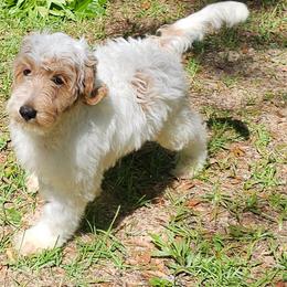 Bernedoodle and Goldendoodle Puppies from Sutton Place Poodles and Doodles