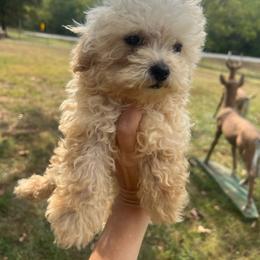 Biscuit - Cream male Poodle puppy in Yellville, Arkansas from Ozark Mountain Doodles & Pugs