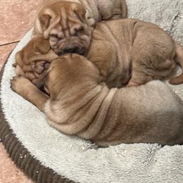 Boy 1 - Red fawn male Chinese Shar-Pei puppy in Fairfield, Texas from Majesty SharPei
