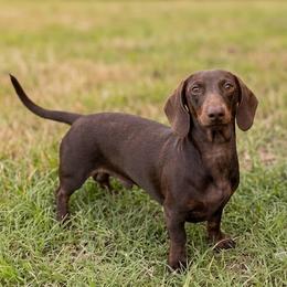 Java - Dachshund