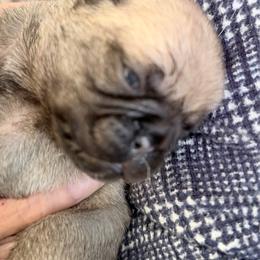 Autumn - Fawn female Pug puppy in Moorefield, West Virginia from Wratchford Farms