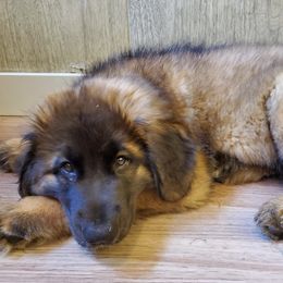 Leonberger Puppies from Bluebonnet Leos