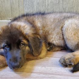 Leonberger Puppies from Bluebonnet Leos