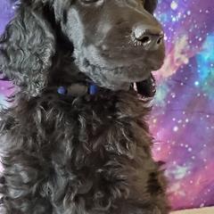 Poe - Poodle puppy in Littleton, Colorado from Fireside Standard Poodles
