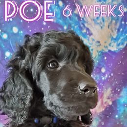Poe - Poodle puppy in Littleton, Colorado from Fireside Standard Poodles