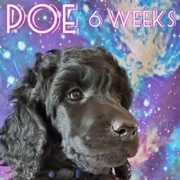 Poe - Poodle puppy in Littleton, Colorado from Fireside Standard Poodles