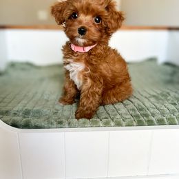 Cavapoo Puppies from Cutiepie Cavapoos