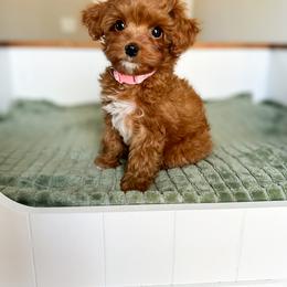 Cavapoo Puppies from Cutiepie Cavapoos