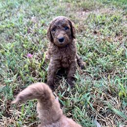 Boykin Spaniel and Goldendoodle Puppies from Double Shot Boykins