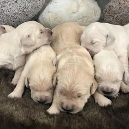 Golden Retriever puppies from White River Retrievers