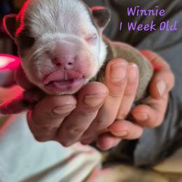 Winnie - Lilac female Boston Terrier puppy in Colorado Springs, Colorado from M&Bs Boston Terriers