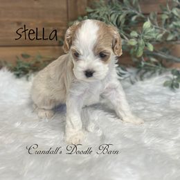 Stella - Buff and white female Cockapoo puppy in Payson, Utah from Crandall’s Doodle Barn