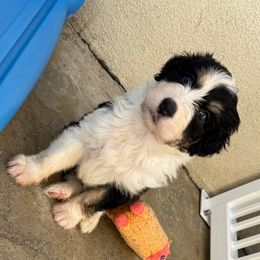 Morticia - Black tri-color female Aussiedoodle puppy in Moreno Valley, California from Rainbow SoCal Doodles
