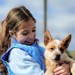 Australian Cattle Dog Puppies from Thornbush