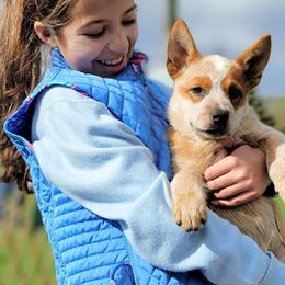 Australian Cattle Dog Puppies from Thornbush