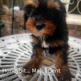 Maleficent - Tri-color female Cavapoo puppy in Maple Grove, Minnesota from Honey Bit Kennels