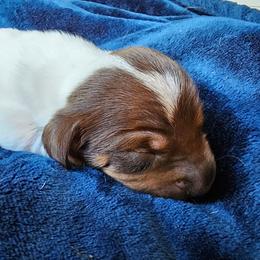 Chocolate and tan pie male - Piebald male Dachshund puppy in Herald, California from Bluegum Dachshunds