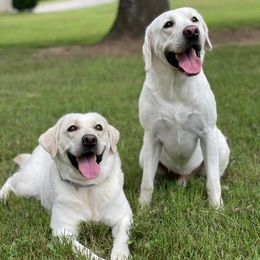 Labrador Retrievers from Doubleview Labs