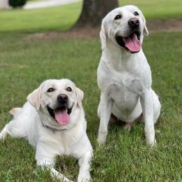 Labrador Retrievers from Doubleview Labs