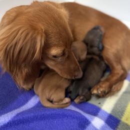 Molly - Dachshund