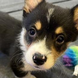 Pembroke Welsh Corgis from Lucky J Corgis